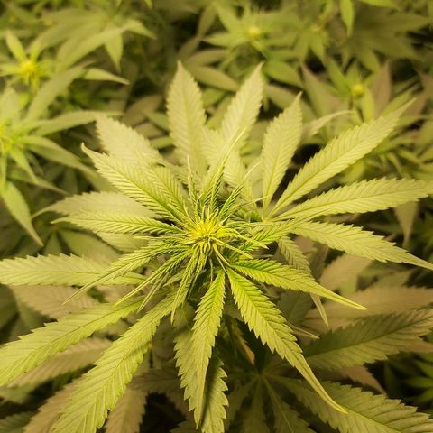 Blue Cookie growlog timeline photo