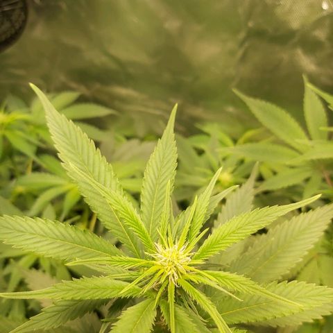 Blue Cookie growlog timeline photo