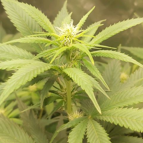 Blue Cookie growlog photo: Bud growth 
