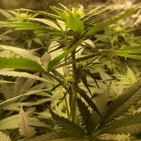 Blue Cookie growlog photo: Bud growth 