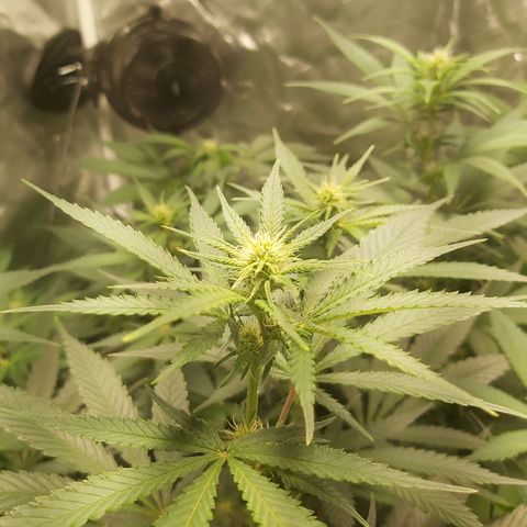 Blue Cookie growlog photo: Bud growth 