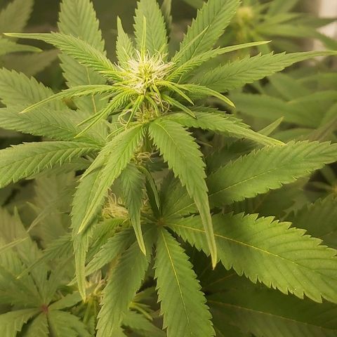 Blue Cookie growlog photo: Bud growth 