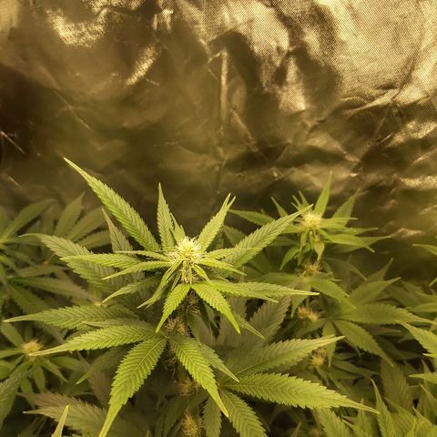 Blue Cookie growlog timeline photo