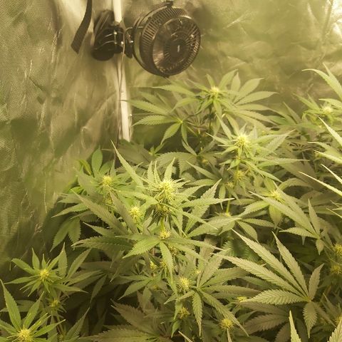 Blue Cookie growlog timeline photo