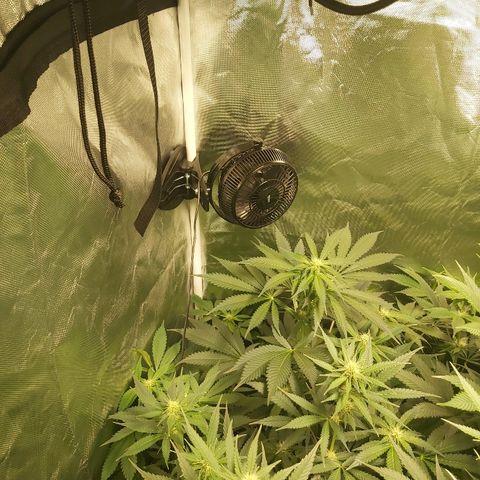 Blue Cookie growlog timeline photo