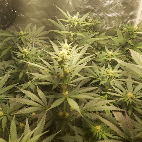 Blue Cookie growlog timeline photo