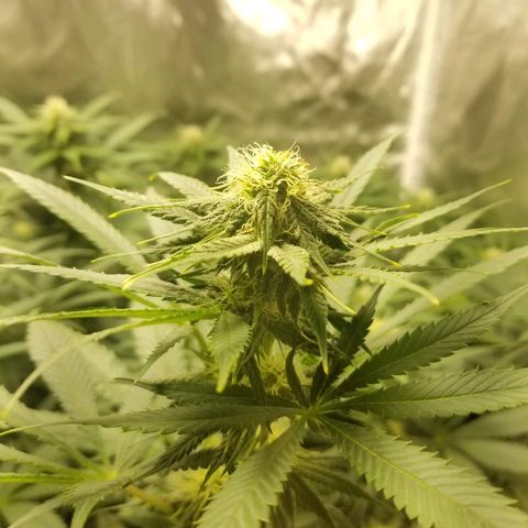 Blue Cookie growlog photo: Red hairs are starting to pop 