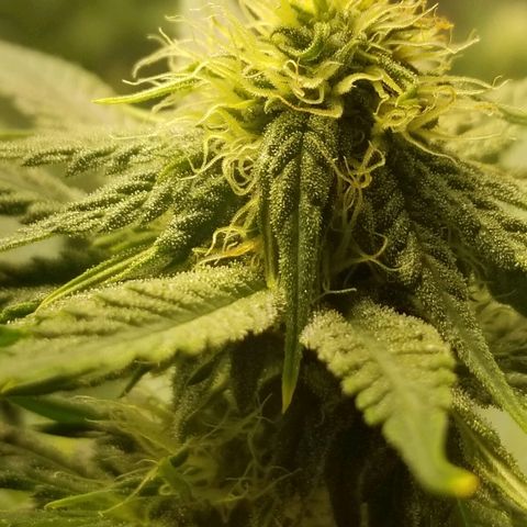 Blue Cookie growlog photo: Red hairs are starting to pop 