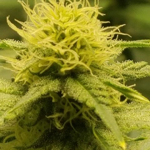 Blue Cookie growlog photo: Red hairs are starting to pop 
