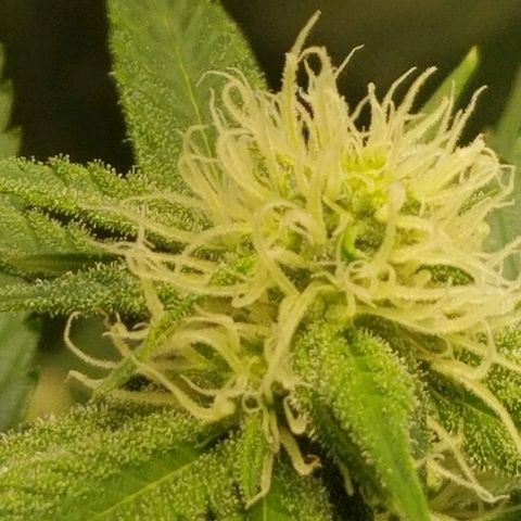 Blue Cookie growlog photo: Red hairs are starting to pop 