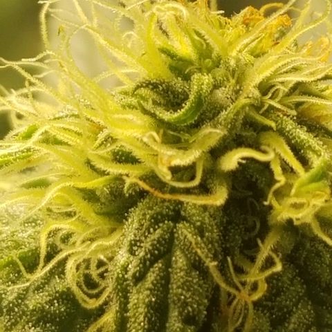 Blue Cookie growlog photo: Red hairs are starting to pop 