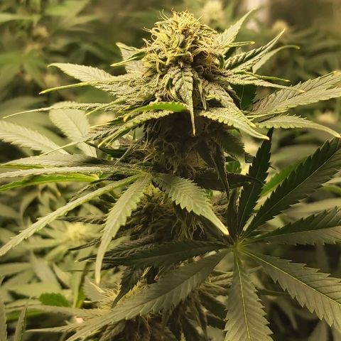 Blue Cookie growlog timeline photo