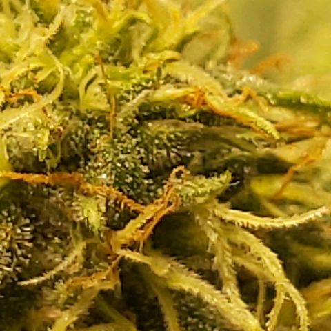Blue Cookie growlog timeline photo