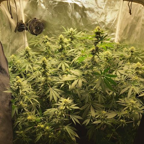 Blue Cookie growlog timeline photo
