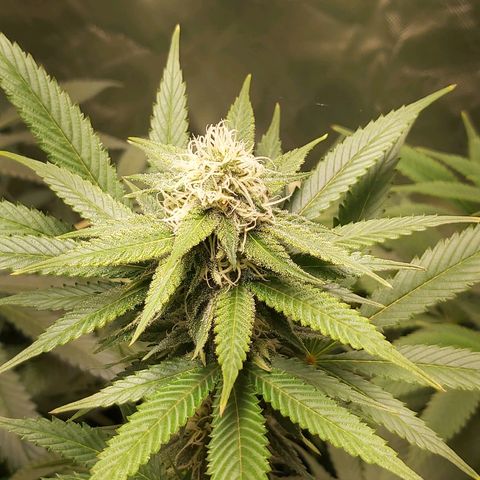 Blue Cookie growlog timeline photo