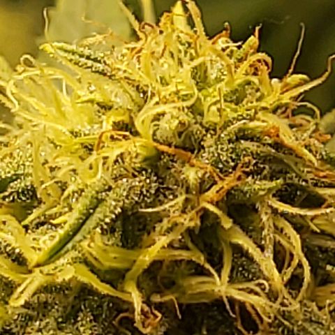 Blue Cookie growlog timeline photo
