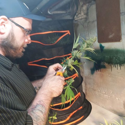 Blue Cookie growlog photo: Harvest 