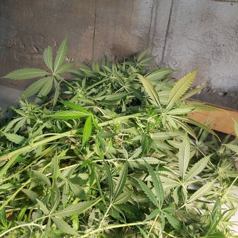 Blue Cookie growlog photo: Harvest 