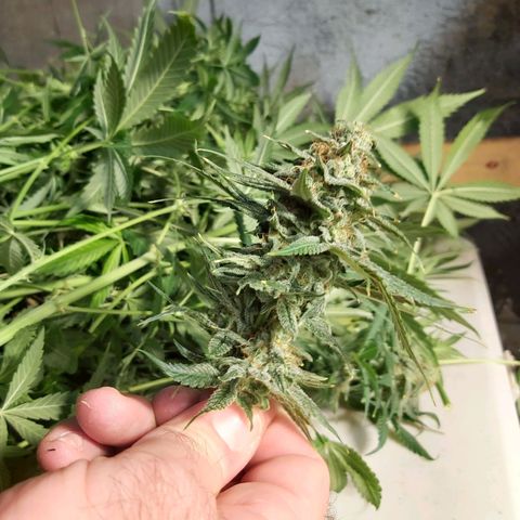 Blue Cookie growlog photo: Harvest 