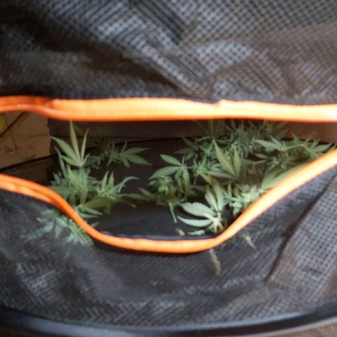 Blue Cookie growlog photo: Harvest 
