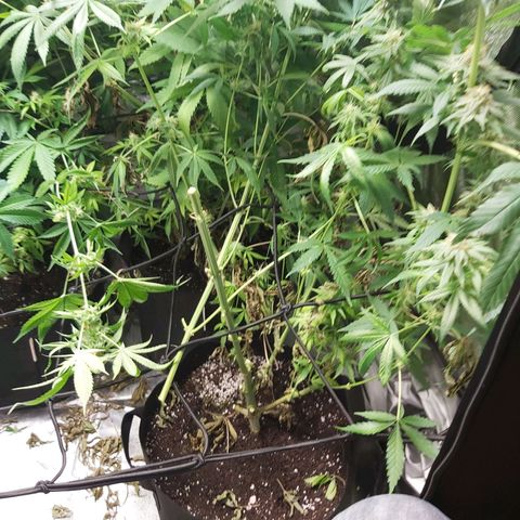 Blue Cookie growlog photo: Harvest 