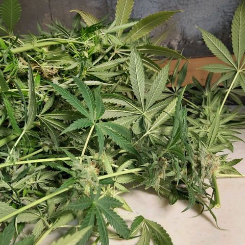 Blue Cookie growlog photo: Harvest 