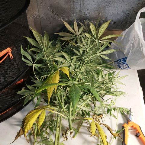 Blue Cookie growlog photo: Harvest 