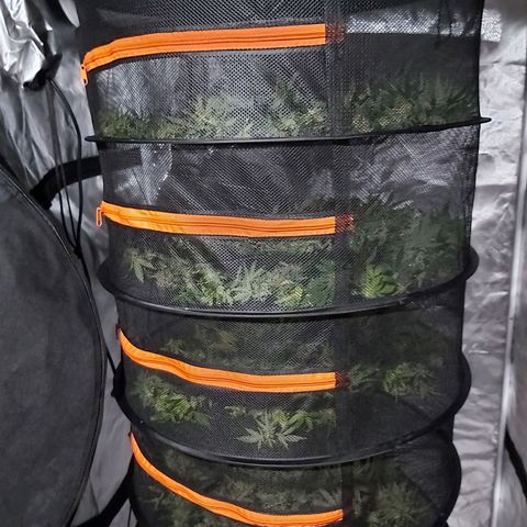 Blue Cookie growlog photo: Harvest 