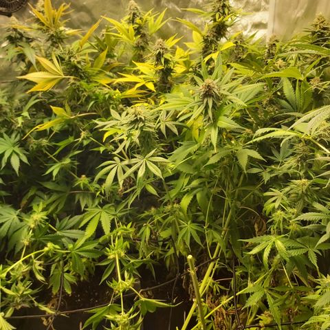 Blue Cookie growlog photo: Harvest 