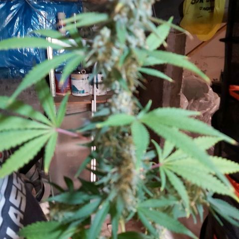 Blue Cookie growlog photo: Harvest 