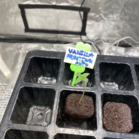 VANILLA FROSTING AUTO growlog timeline photo