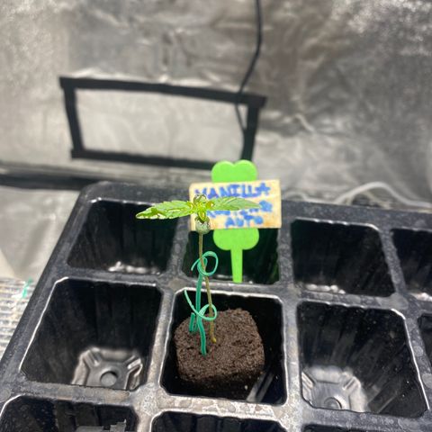 VANILLA FROSTING AUTO growlog timeline photo
