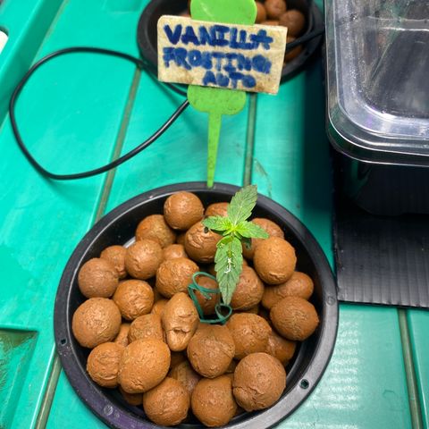 VANILLA FROSTING AUTO growlog timeline photo