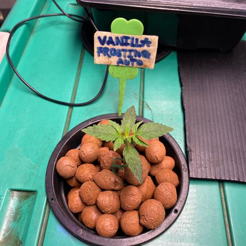 VANILLA FROSTING AUTO growlog timeline photo