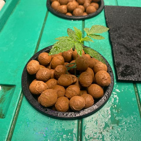 VANILLA FROSTING AUTO growlog timeline photo