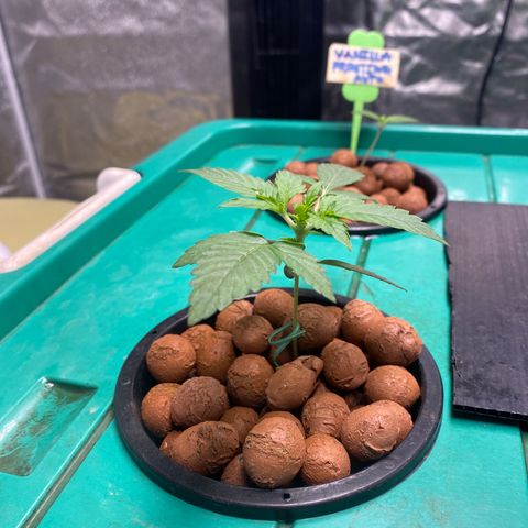 VANILLA FROSTING AUTO growlog timeline photo