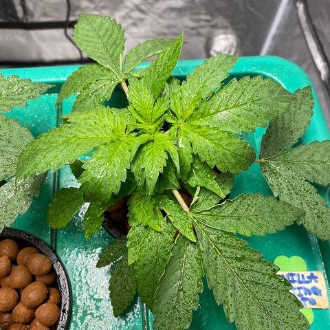 VANILLA FROSTING AUTO growlog timeline photo