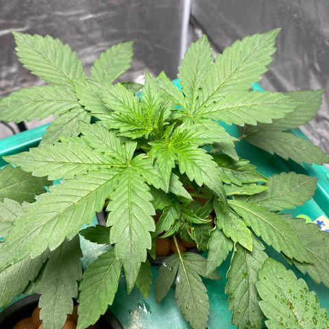VANILLA FROSTING AUTO growlog timeline photo