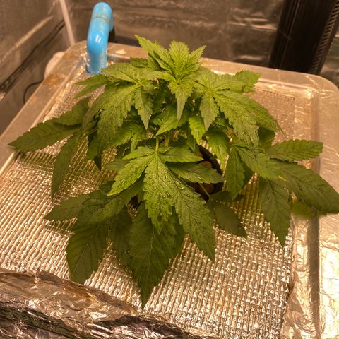 VANILLA FROSTING AUTO growlog timeline photo