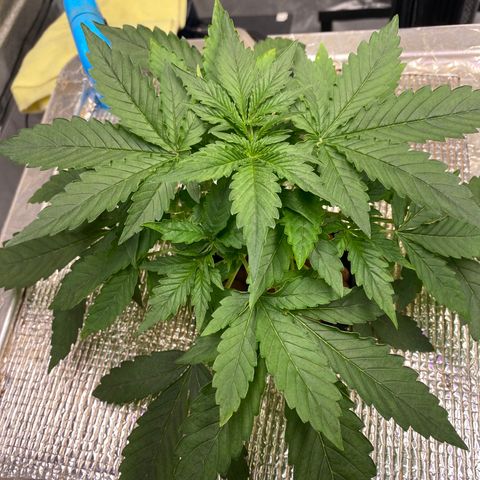VANILLA FROSTING AUTO growlog timeline photo