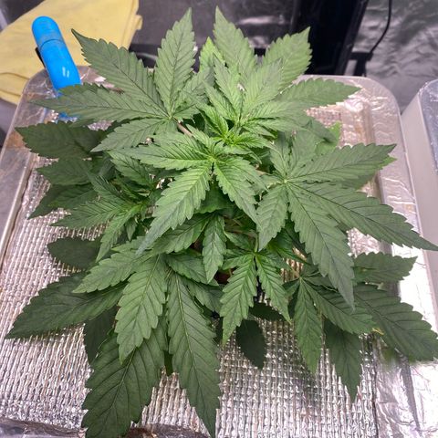 VANILLA FROSTING AUTO growlog timeline photo
