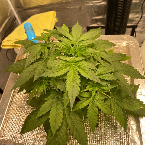 VANILLA FROSTING AUTO growlog timeline photo