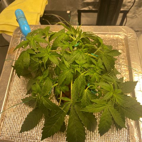 VANILLA FROSTING AUTO growlog timeline photo