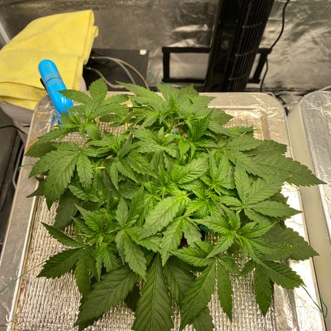 VANILLA FROSTING AUTO growlog timeline photo