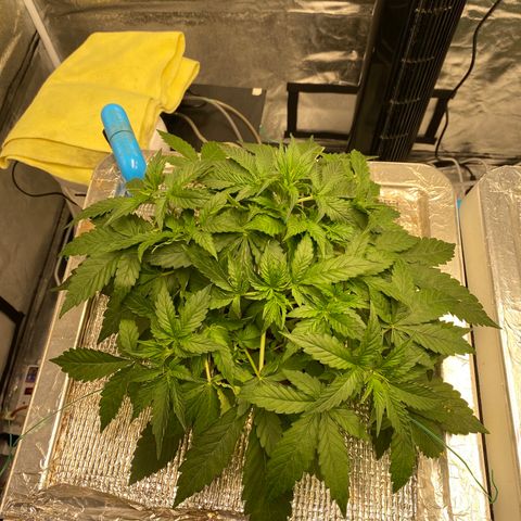 VANILLA FROSTING AUTO growlog timeline photo
