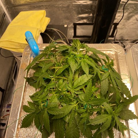 VANILLA FROSTING AUTO growlog timeline photo