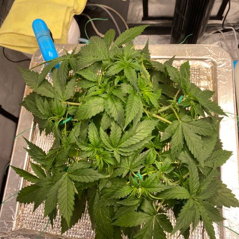 VANILLA FROSTING AUTO growlog timeline photo