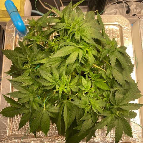 VANILLA FROSTING AUTO growlog timeline photo