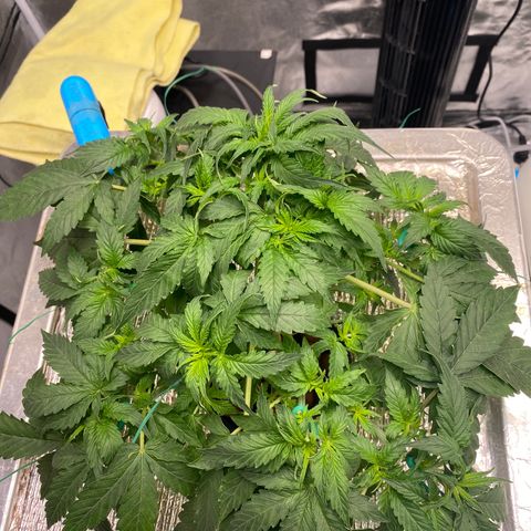 VANILLA FROSTING AUTO growlog timeline photo