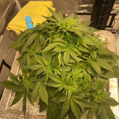 VANILLA FROSTING AUTO growlog timeline photo